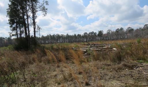 Photo of UNDER CONTRACT!  34.98 Acres of Residential Hunting and Timber Land For Sale in Robeson County NC!