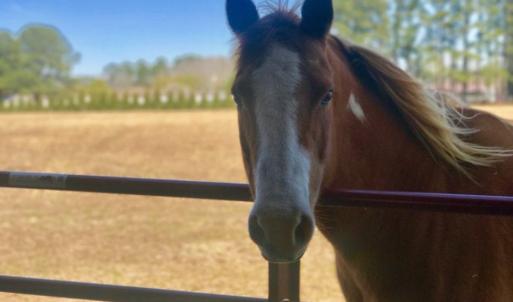 Photo of UNDER CONTRACT!  10 Acres of Residential and Equestrian Property for Sale in Edgecombe County NC!