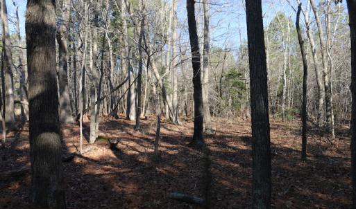 Photo of UNDER CONTRACT!  40 Acres of Residential Hunting Land For Sale in Accomack County VA!