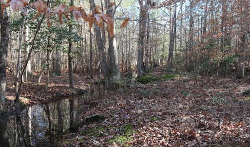 Photo of UNDER CONTRACT!  40 Acres of Residential Hunting Land For Sale in Accomack County VA!