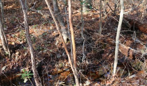 Photo of UNDER CONTRACT!  40 Acres of Residential Hunting Land For Sale in Accomack County VA!
