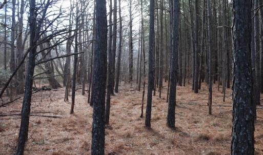 Photo of UNDER CONTRACT!  40 Acres of Residential Hunting Land For Sale in Accomack County VA!