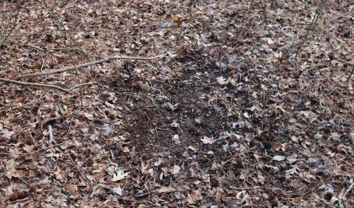 Photo of UNDER CONTRACT!  40 Acres of Residential Hunting Land For Sale in Accomack County VA!