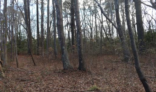 Photo of UNDER CONTRACT!  40 Acres of Residential Hunting Land For Sale in Accomack County VA!