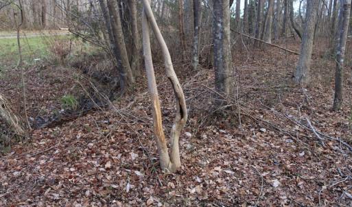 Photo of UNDER CONTRACT!  40 Acres of Residential Hunting Land For Sale in Accomack County VA!