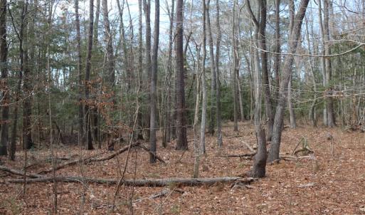 Photo of UNDER CONTRACT!  40 Acres of Residential Hunting Land For Sale in Accomack County VA!