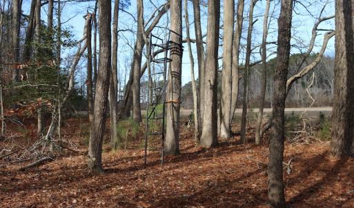 Photo of UNDER CONTRACT!  40 Acres of Residential Hunting Land For Sale in Accomack County VA!