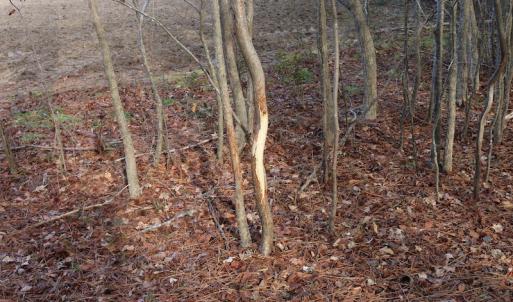 Photo of UNDER CONTRACT!  40 Acres of Residential Hunting Land For Sale in Accomack County VA!