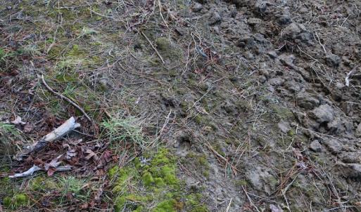Photo of UNDER CONTRACT!  40 Acres of Residential Hunting Land For Sale in Accomack County VA!