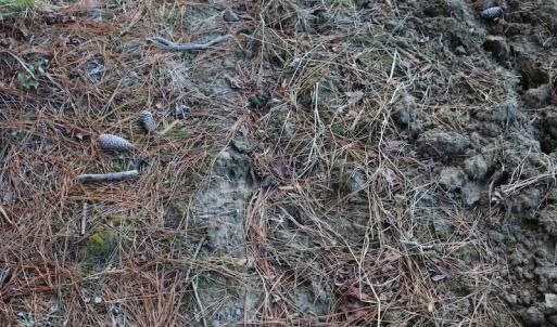 Photo of UNDER CONTRACT!  40 Acres of Residential Hunting Land For Sale in Accomack County VA!