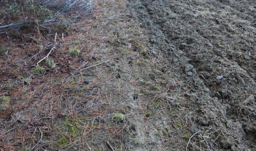 Photo of UNDER CONTRACT!  40 Acres of Residential Hunting Land For Sale in Accomack County VA!