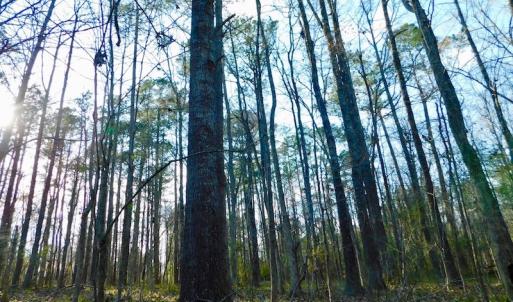 Photo of UNDER CONTRACT!  11.4 Acres of Hunting Land with Duck Swamp For Sale in Halifax County NC!