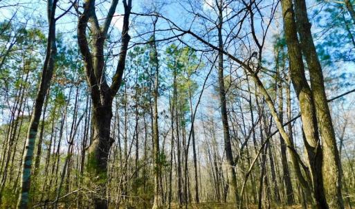 Photo of UNDER CONTRACT!  11.4 Acres of Hunting Land with Duck Swamp For Sale in Halifax County NC!