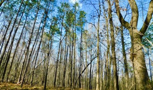 Photo of UNDER CONTRACT!  11.4 Acres of Hunting Land with Duck Swamp For Sale in Halifax County NC!