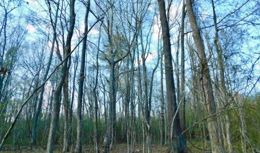 Photo of UNDER CONTRACT!  11.4 Acres of Hunting Land with Duck Swamp For Sale in Halifax County NC!