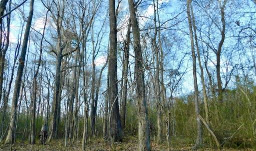 Photo of UNDER CONTRACT!  11.4 Acres of Hunting Land with Duck Swamp For Sale in Halifax County NC!