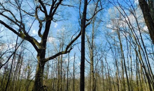 Photo of UNDER CONTRACT!  11.4 Acres of Hunting Land with Duck Swamp For Sale in Halifax County NC!