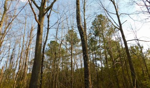 Photo of UNDER CONTRACT!  11.4 Acres of Hunting Land with Duck Swamp For Sale in Halifax County NC!