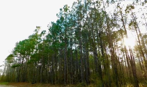 Photo of UNDER CONTRACT!  11.4 Acres of Hunting Land with Duck Swamp For Sale in Halifax County NC!