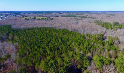 Photo of UNDER CONTRACT!  43.7 Acres of Hunting Land For Sale in Gates County NC!