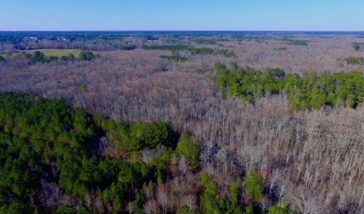 Photo of UNDER CONTRACT!  43.7 Acres of Hunting Land For Sale in Gates County NC!