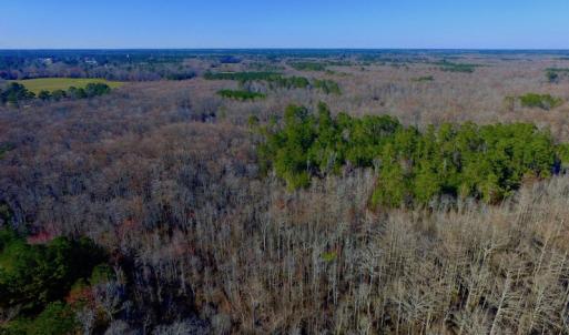 Photo of UNDER CONTRACT!  43.7 Acres of Hunting Land For Sale in Gates County NC!