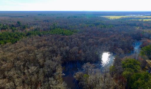 Photo of UNDER CONTRACT!  43.7 Acres of Hunting Land For Sale in Gates County NC!