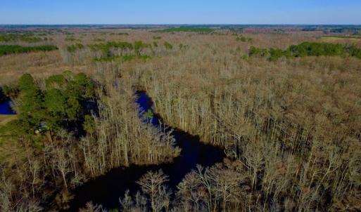 Photo of UNDER CONTRACT!  43.7 Acres of Hunting Land For Sale in Gates County NC!