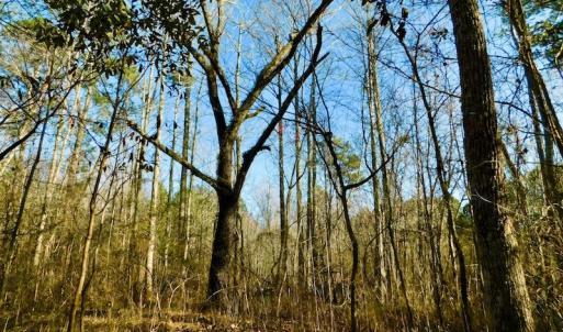 Photo of UNDER CONTRACT!  43.7 Acres of Hunting Land For Sale in Gates County NC!