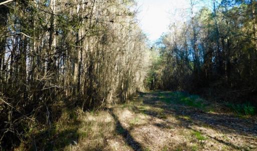 Photo of UNDER CONTRACT!  43.7 Acres of Hunting Land For Sale in Gates County NC!