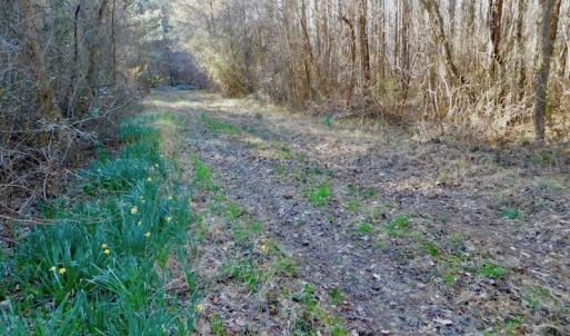 Photo of UNDER CONTRACT!  43.7 Acres of Hunting Land For Sale in Gates County NC!