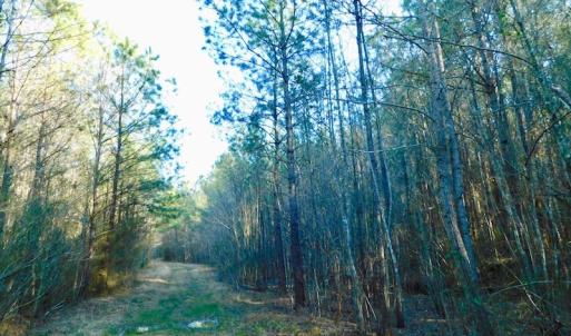 Photo of UNDER CONTRACT!  43.7 Acres of Hunting Land For Sale in Gates County NC!