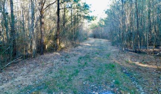 Photo of UNDER CONTRACT!  43.7 Acres of Hunting Land For Sale in Gates County NC!