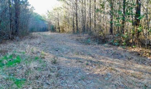 Photo of UNDER CONTRACT!  43.7 Acres of Hunting Land For Sale in Gates County NC!