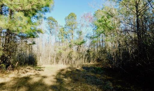Photo of UNDER CONTRACT!  43.7 Acres of Hunting Land For Sale in Gates County NC!