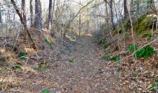 Photo of UNDER CONTRACT!  43.7 Acres of Hunting Land For Sale in Gates County NC!