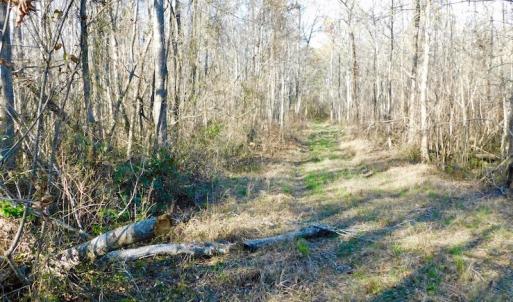Photo of UNDER CONTRACT!  43.7 Acres of Hunting Land For Sale in Gates County NC!