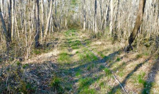 Photo of UNDER CONTRACT!  43.7 Acres of Hunting Land For Sale in Gates County NC!