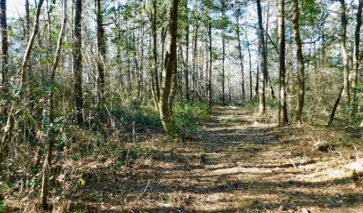 Photo of UNDER CONTRACT!  43.7 Acres of Hunting Land For Sale in Gates County NC!