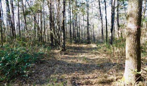 Photo of UNDER CONTRACT!  43.7 Acres of Hunting Land For Sale in Gates County NC!