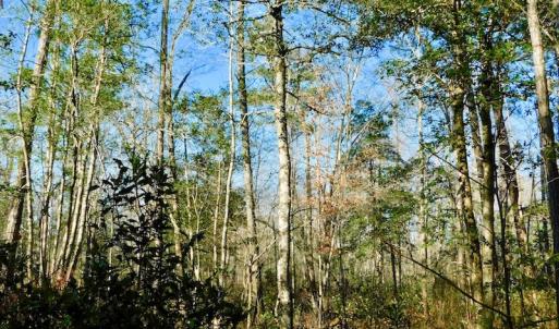 Photo of UNDER CONTRACT!  43.7 Acres of Hunting Land For Sale in Gates County NC!