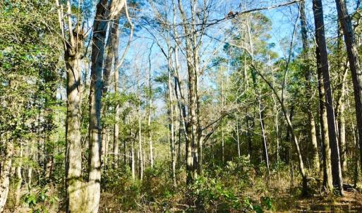 Photo of UNDER CONTRACT!  43.7 Acres of Hunting Land For Sale in Gates County NC!