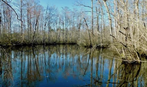 Photo of UNDER CONTRACT!  43.7 Acres of Hunting Land For Sale in Gates County NC!