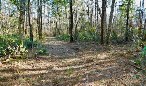 Photo of UNDER CONTRACT!  43.7 Acres of Hunting Land For Sale in Gates County NC!