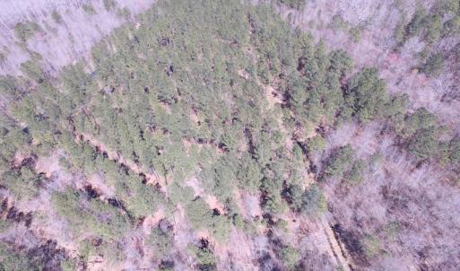 Photo of UNDER CONTRACT!  62 Acres of Residential Timber Land For Sale in Greensville County VA!