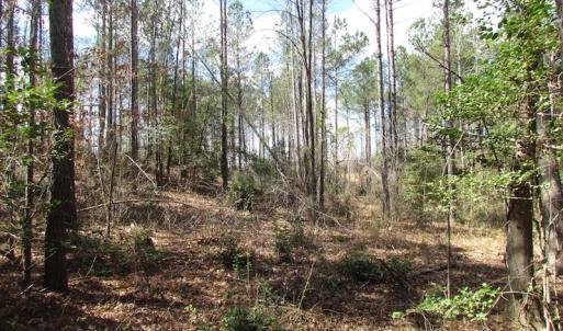 Photo of UNDER CONTRACT!  62 Acres of Residential Timber Land For Sale in Greensville County VA!