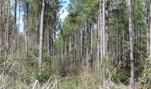 Photo of UNDER CONTRACT!  62 Acres of Residential Timber Land For Sale in Greensville County VA!