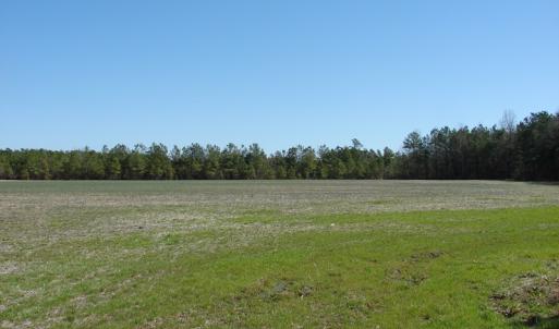 Photo of UNDER CONTRACT!  36 Acres of Farm and Timber Land For Sale in Robeson County NC!