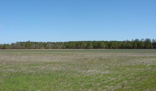 Photo of UNDER CONTRACT!  36 Acres of Farm and Timber Land For Sale in Robeson County NC!