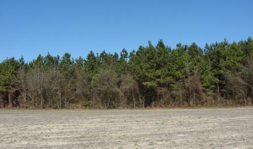 Photo of UNDER CONTRACT!  50 Acres of Farm and Timber Land For Sale in Robeson County NC!
